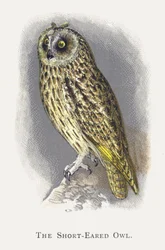 Le Hibou des marais